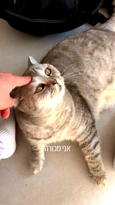 elianachetrit elianachetrit archive video