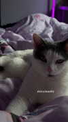 livindeadyaz Altpins Profile Picture