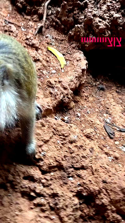 ormosheee ormosheee archive video