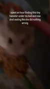 yuyuslivestreamdiary Altpins Profile Picture