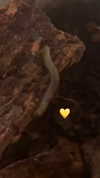 butter.on.a.poptart69 Altpins Profile Picture
