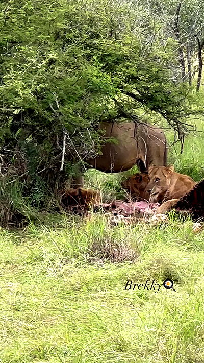 taylor.creeden taylor.creeden archive video