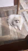 elsgatti Altpins Profile Picture