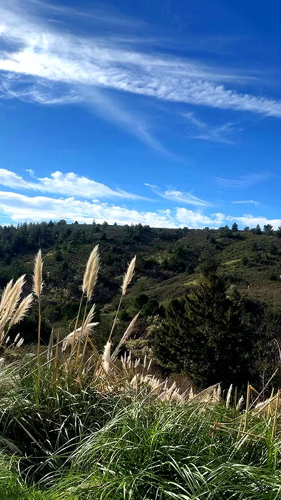 carolinezalog carolinezalog archive video