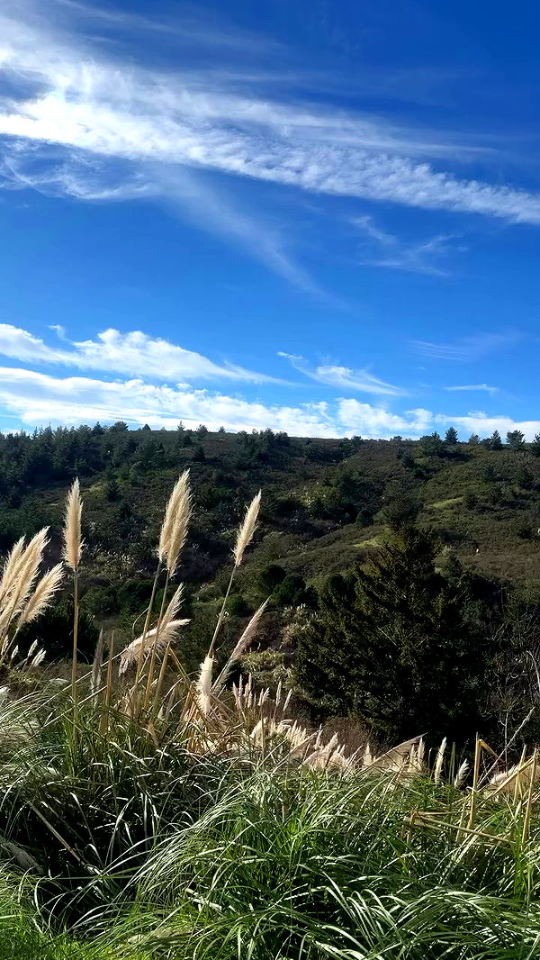 carolinezalog archive video preview