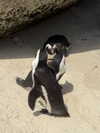 vanessa.rhd Altpins Profile Picture