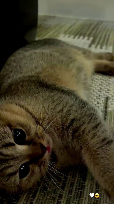 taylor.creeden taylor.creeden archive video