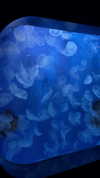 mishel_d_ Altpins Profile Picture