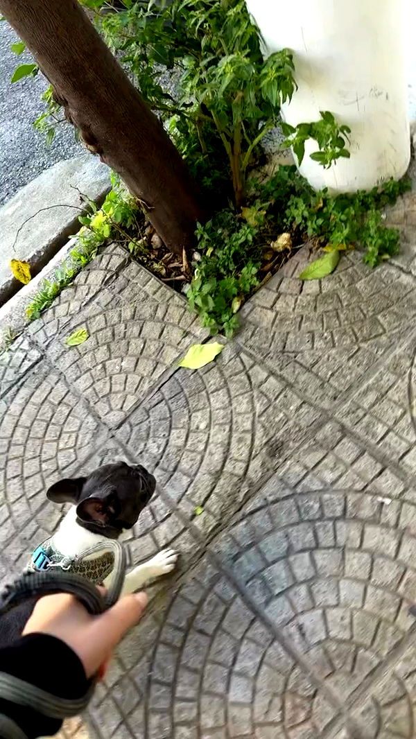 danaikontodiou archive video preview