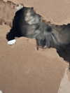 danielle.mercedie Altpins Profile Picture