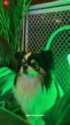 sabiyo Altpins Profile Picture
