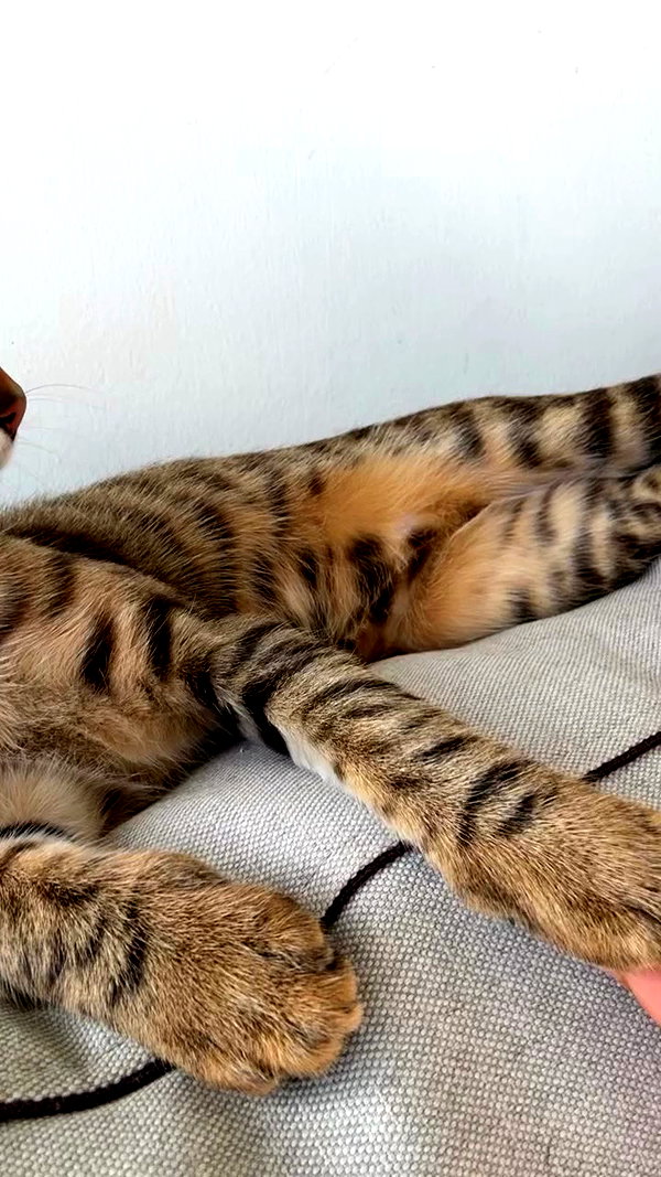 tutiiiiii666 archive video preview