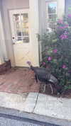 elizabethcampbelljones Altpins Profile Picture
