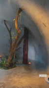 vanessa.rhd Altpins Profile Picture