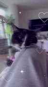 imskirby Altpins Profile Picture