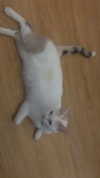 butter.on.a.poptart69 Altpins Profile Picture