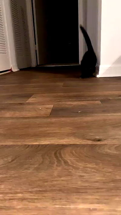 suikomuu suikomuu archive video