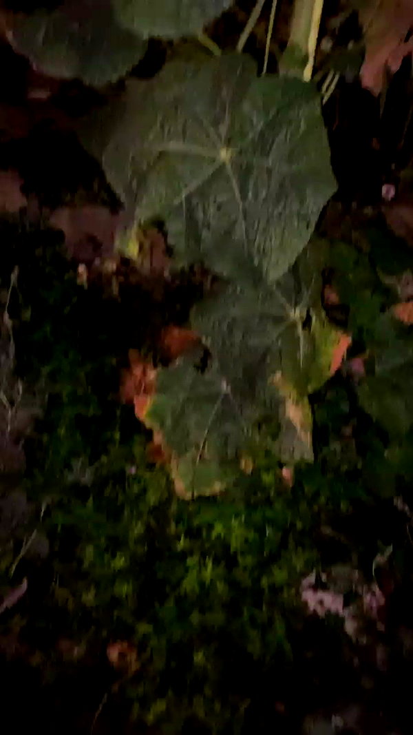evasela__ archive video preview