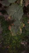 evasela__ Altpins Profile Picture