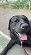 galibilaus Altpins Profile Picture