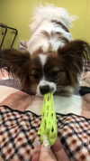hoodifruit Altpins Profile Picture