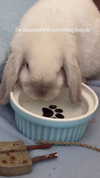 svgarbvnnies Altpins Profile Picture