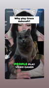 chibinekopurr Altpins Profile Picture