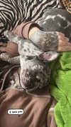 rott3nbambi Altpins Profile Picture