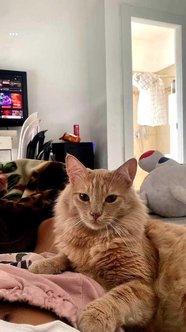 simp_for_cats_ archive video preview