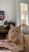 simp_for_cats_ Altpins Profile Picture