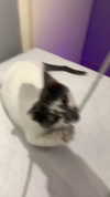 lera.genadenik Altpins Profile Picture