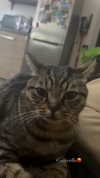 rott3nbambi Altpins Profile Picture