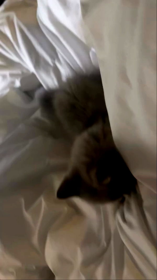 eliya.ho archive video preview