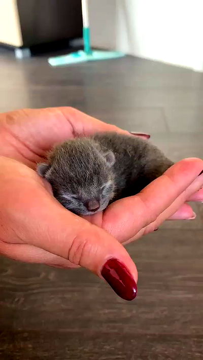 nyityam nyityam archive video