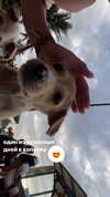 lerkamiill Altpins Profile Picture