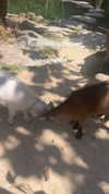 _mashachka_ Altpins Profile Picture