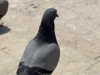 emmaaurora Altpins Profile Picture
