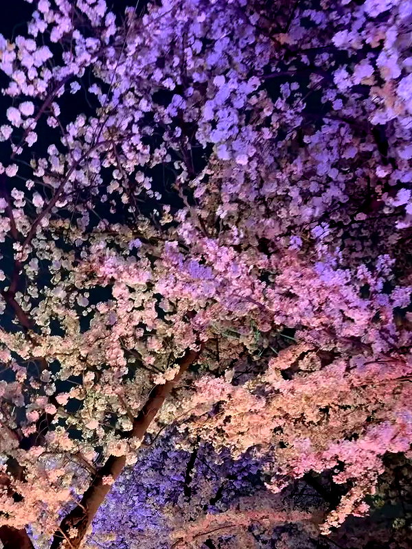 norajoy_official archive video preview
