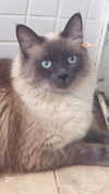 lissi77 Altpins Profile Picture