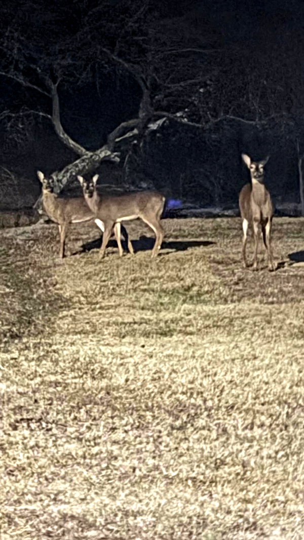 svgarbvnnies archive video preview