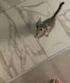milena_milachich Altpins Profile Picture