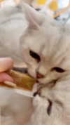 svgarbvnnies Altpins Profile Picture