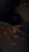 strawberryshanz Altpins Profile Picture