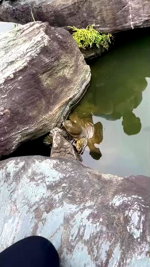 silkton archive video preview