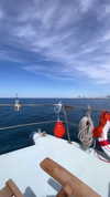 nikolpeleg Altpins Profile Picture