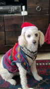 feelbetterinmysweater Altpins Profile Picture