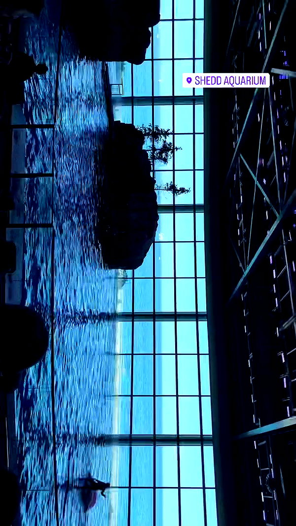 elsgatti archive video preview