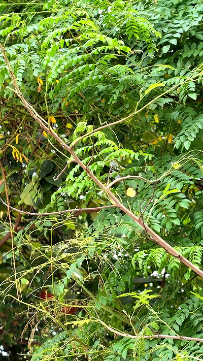 bymonamarie bymonamarie archive video