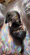 evasela__ Altpins Profile Picture