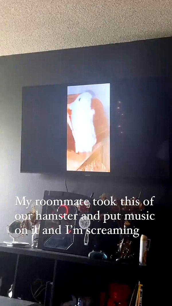 bunnyhazed archive video preview